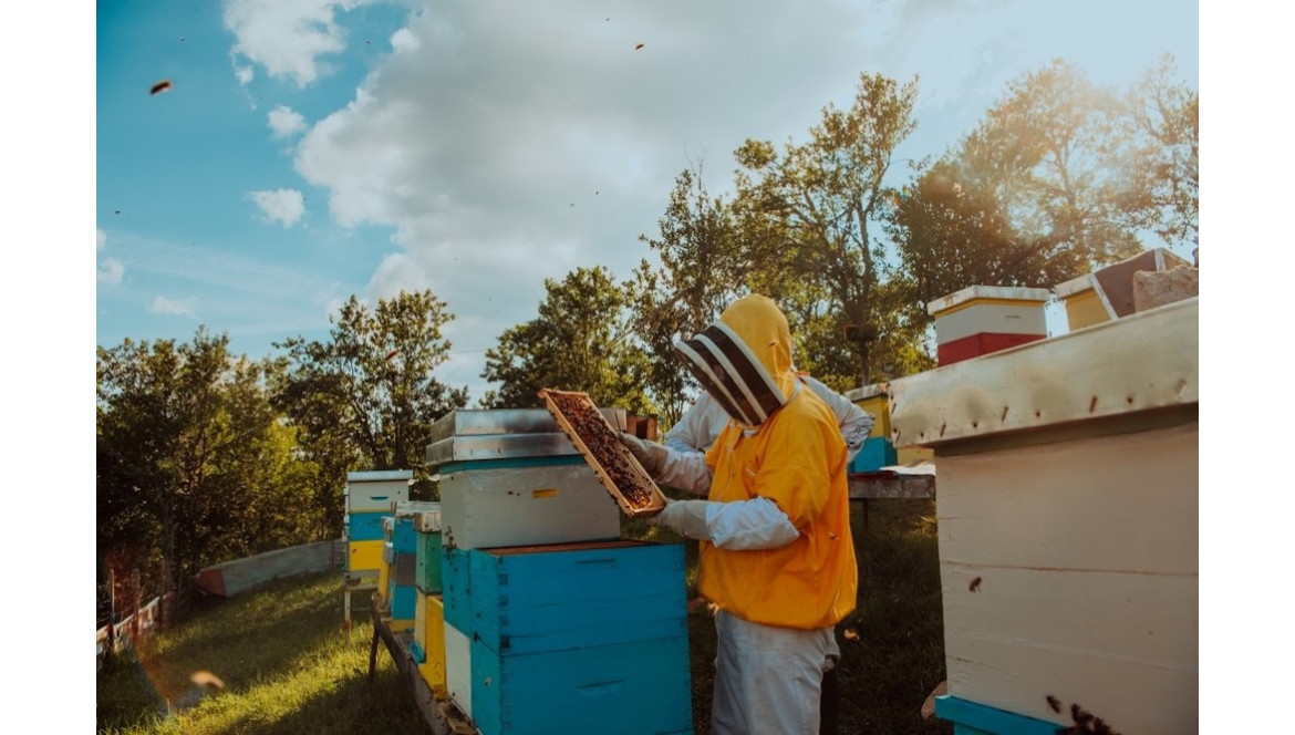 ¿Qué tipos de colmenas existen y cuáles son su características?